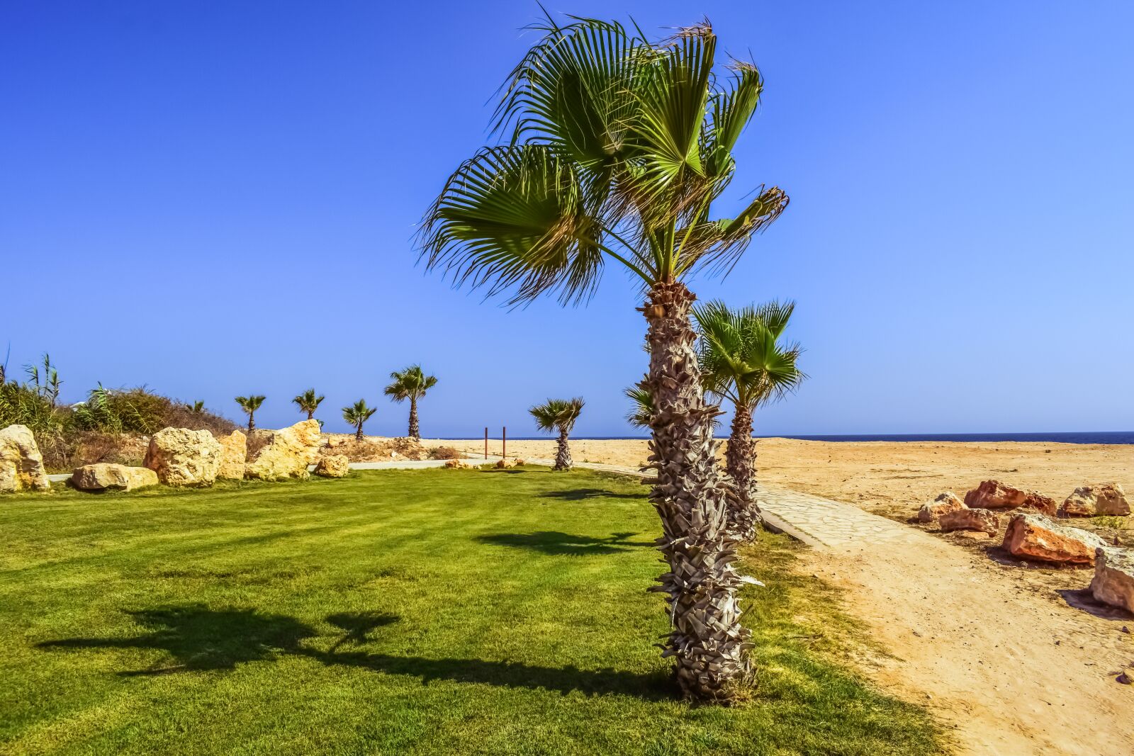 Nikon D3300 sample photo. Landscaping, palm trees, rocks photography