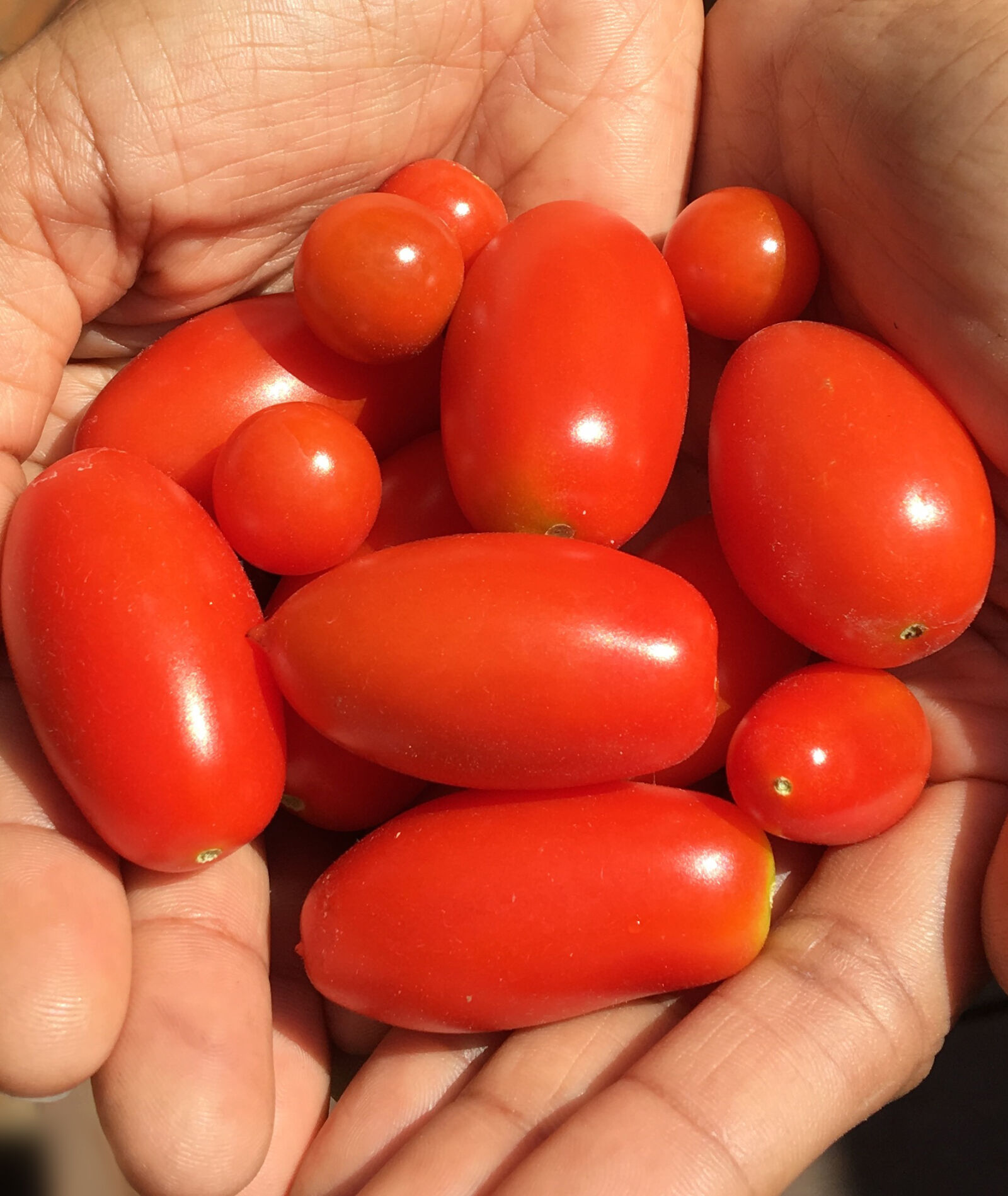 Apple iPhone 6s sample photo. Tomatoes photography