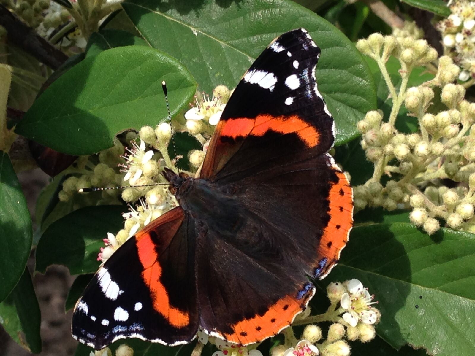 iPhone 5 back camera 4.12mm f/2.4 sample photo. Butterfly, insect, animals photography
