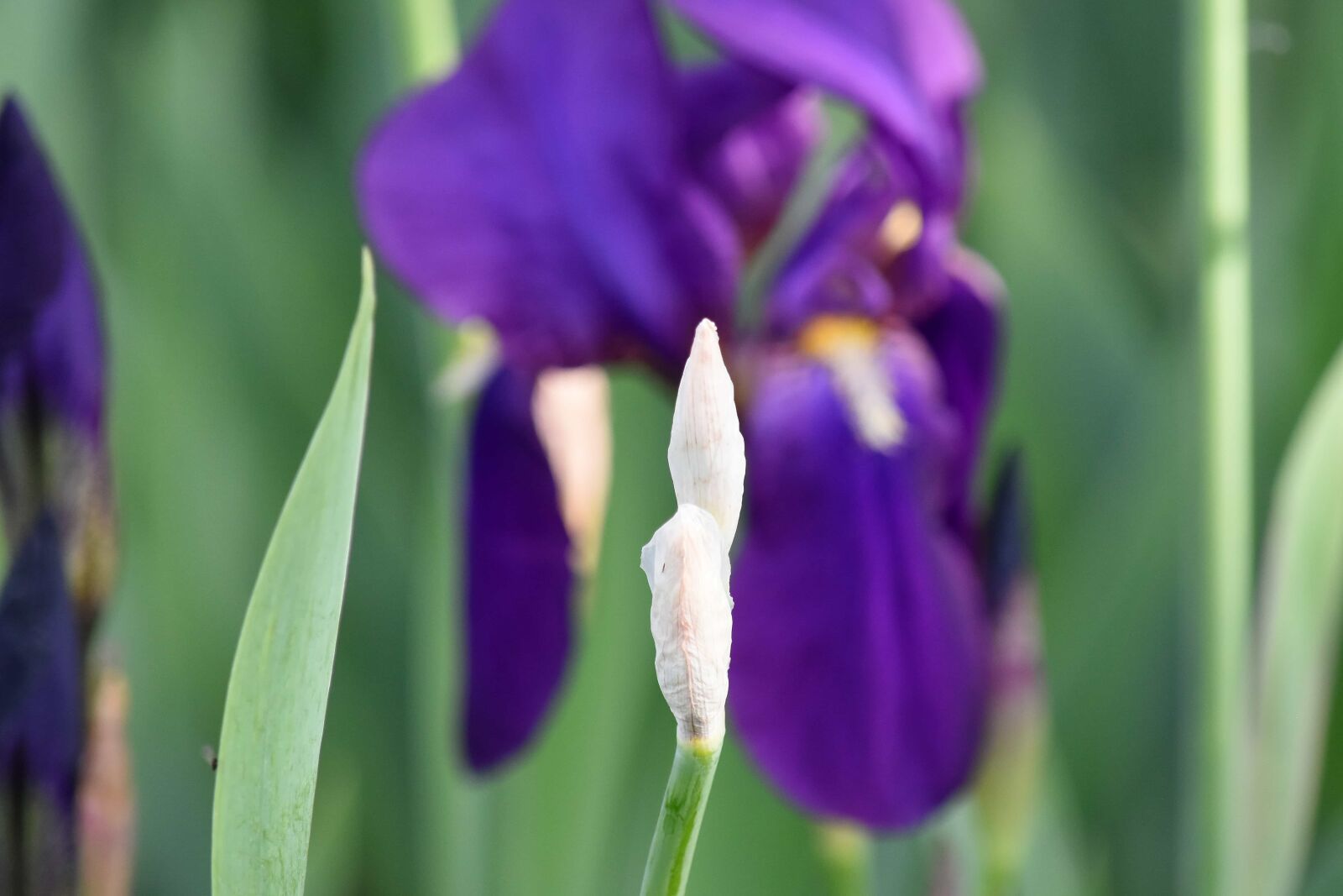 Nikon D5500 sample photo. Garden, iris, purple, flower photography