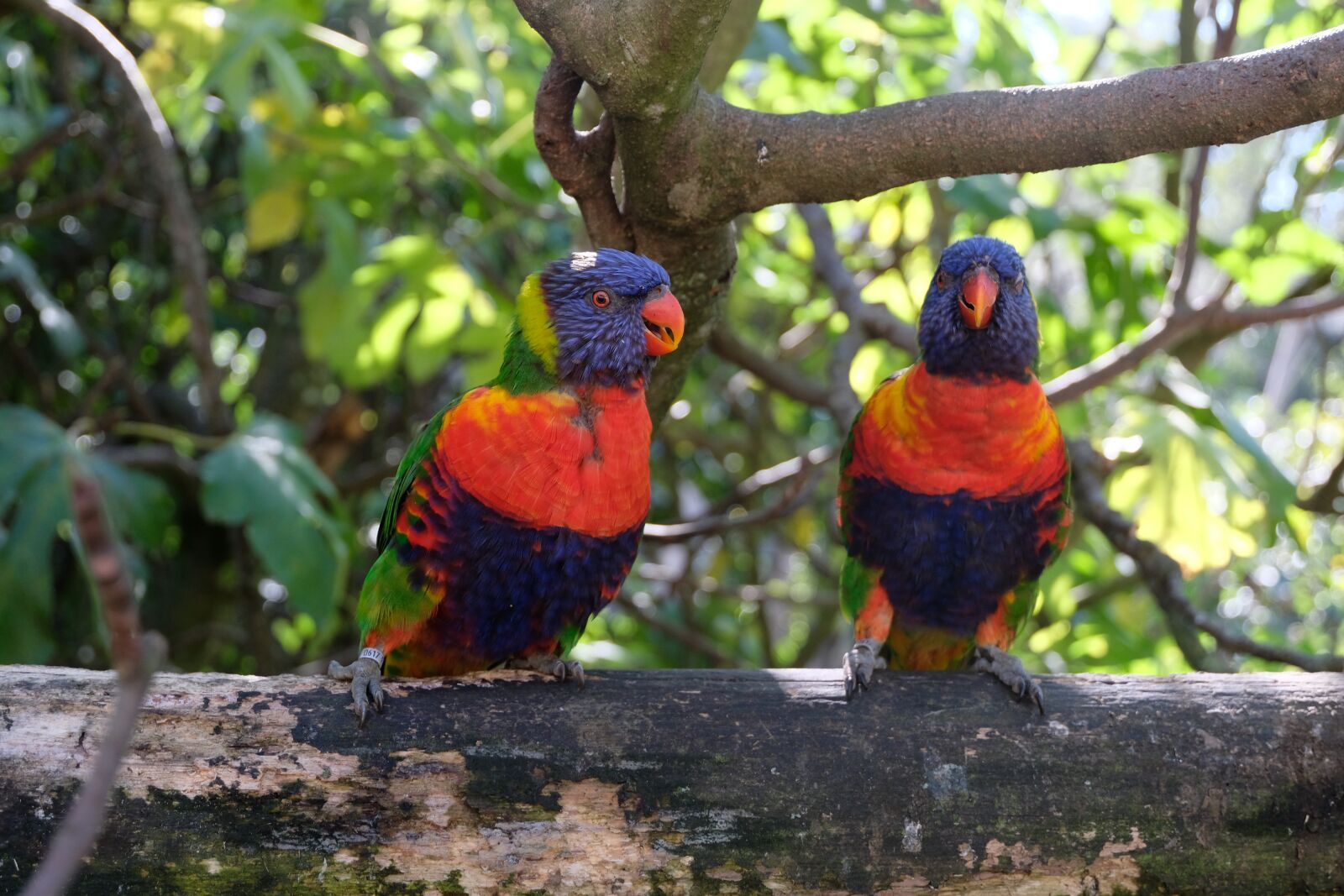 Fujifilm X-T20 + Fujifilm XC 16-50mm F3.5-5.6 OIS II sample photo. Parrots, zoo, birds photography