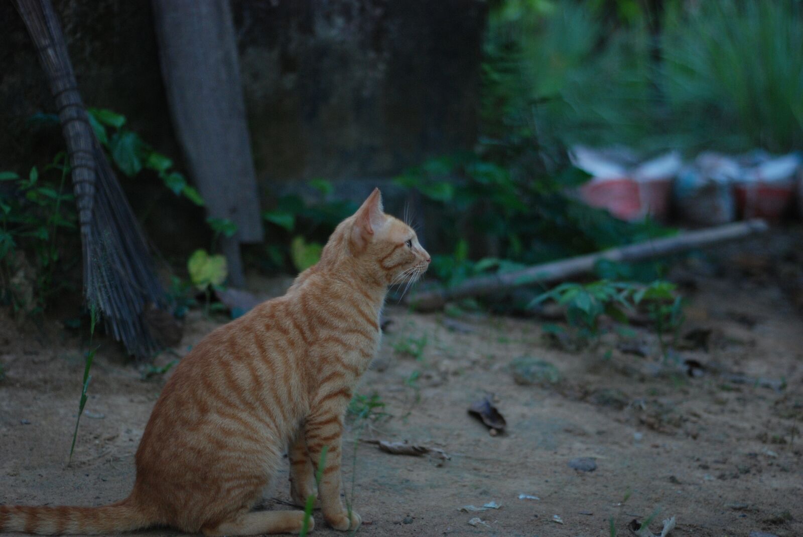 Nikon D80 sample photo. Cat, hairy, animal photography