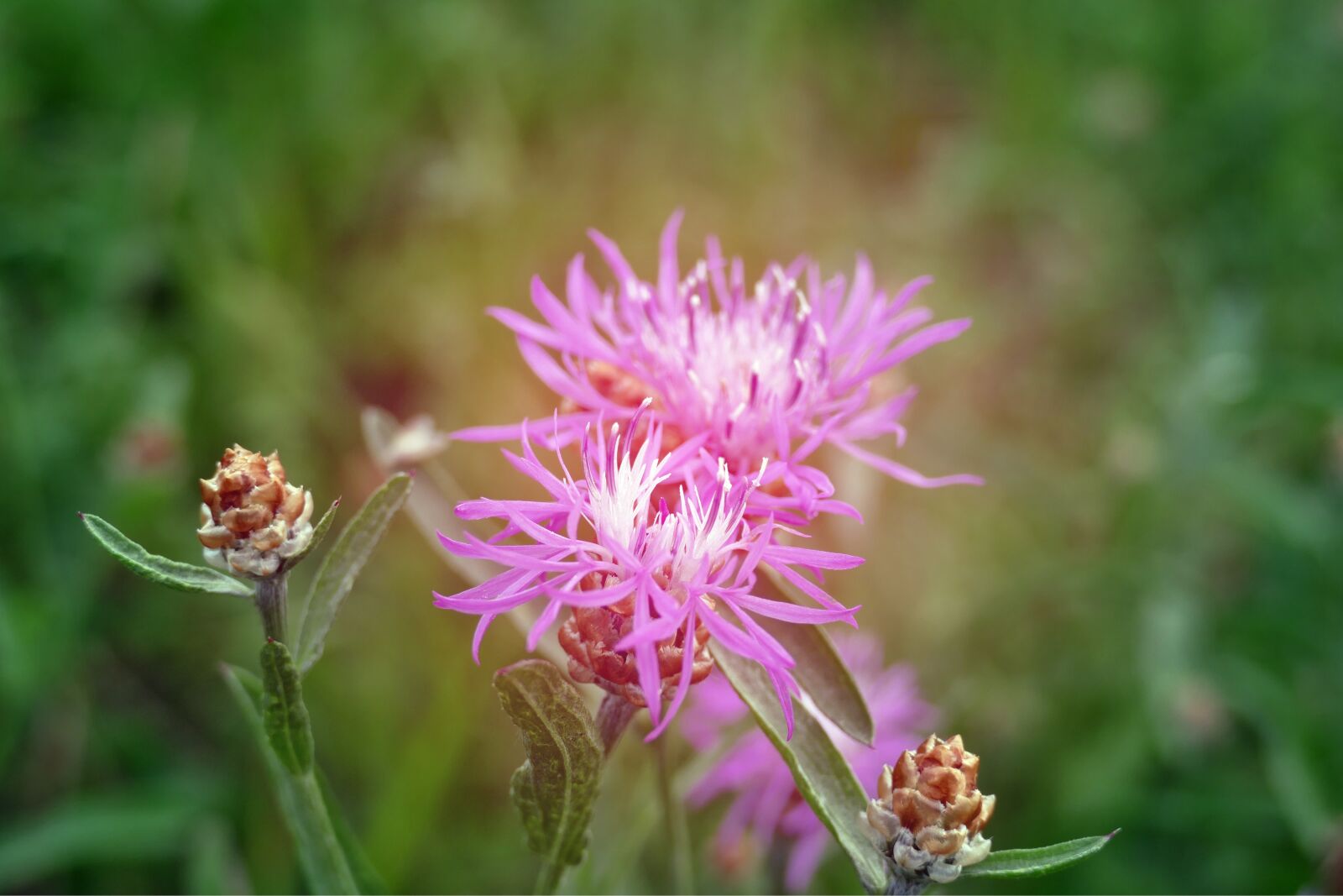 Panasonic Lumix DMC-FZ1000 sample photo. Meadows knapweed, centaurea jacea photography