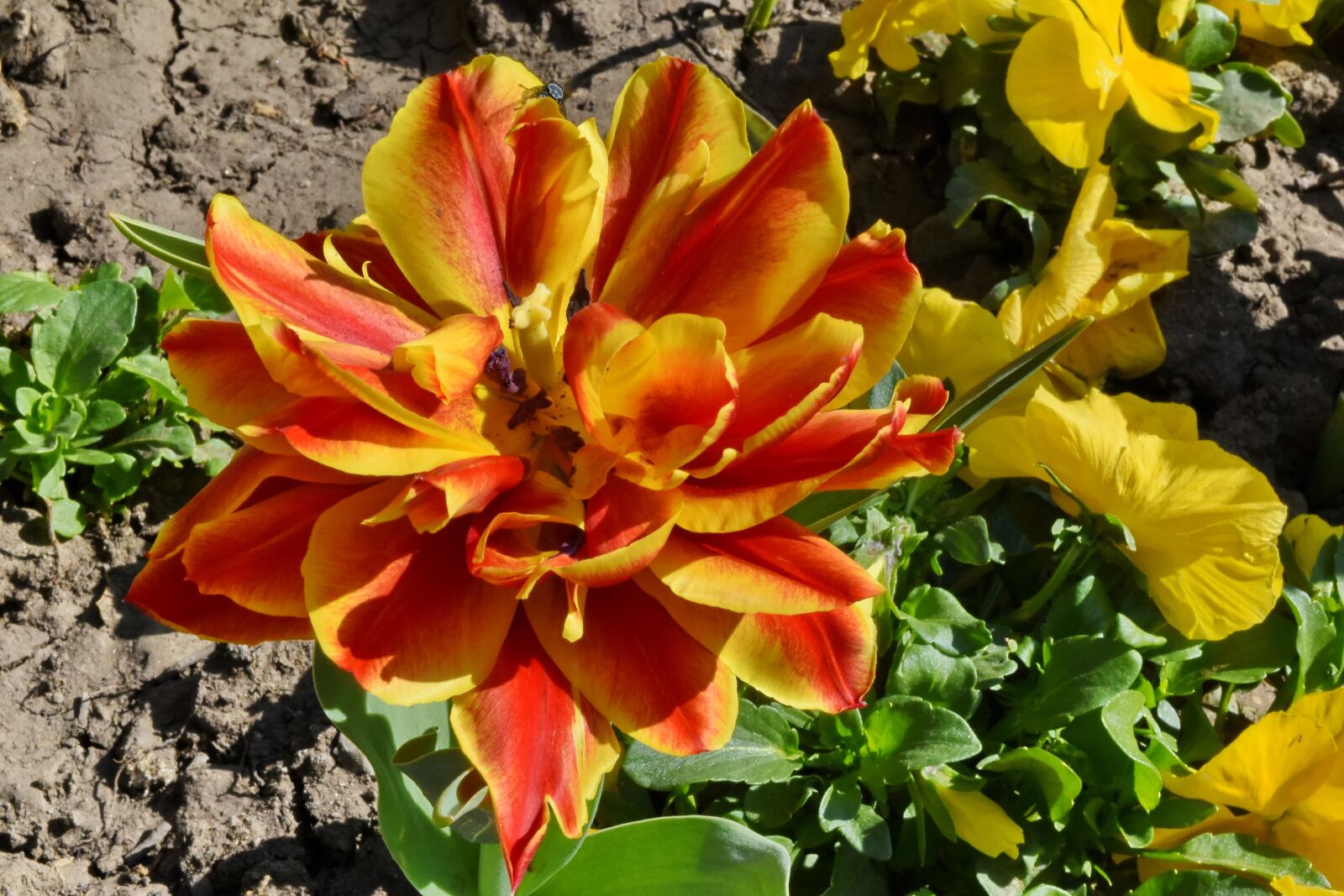 Nikon D5500 sample photo. Flower garden, reddish, tulips photography