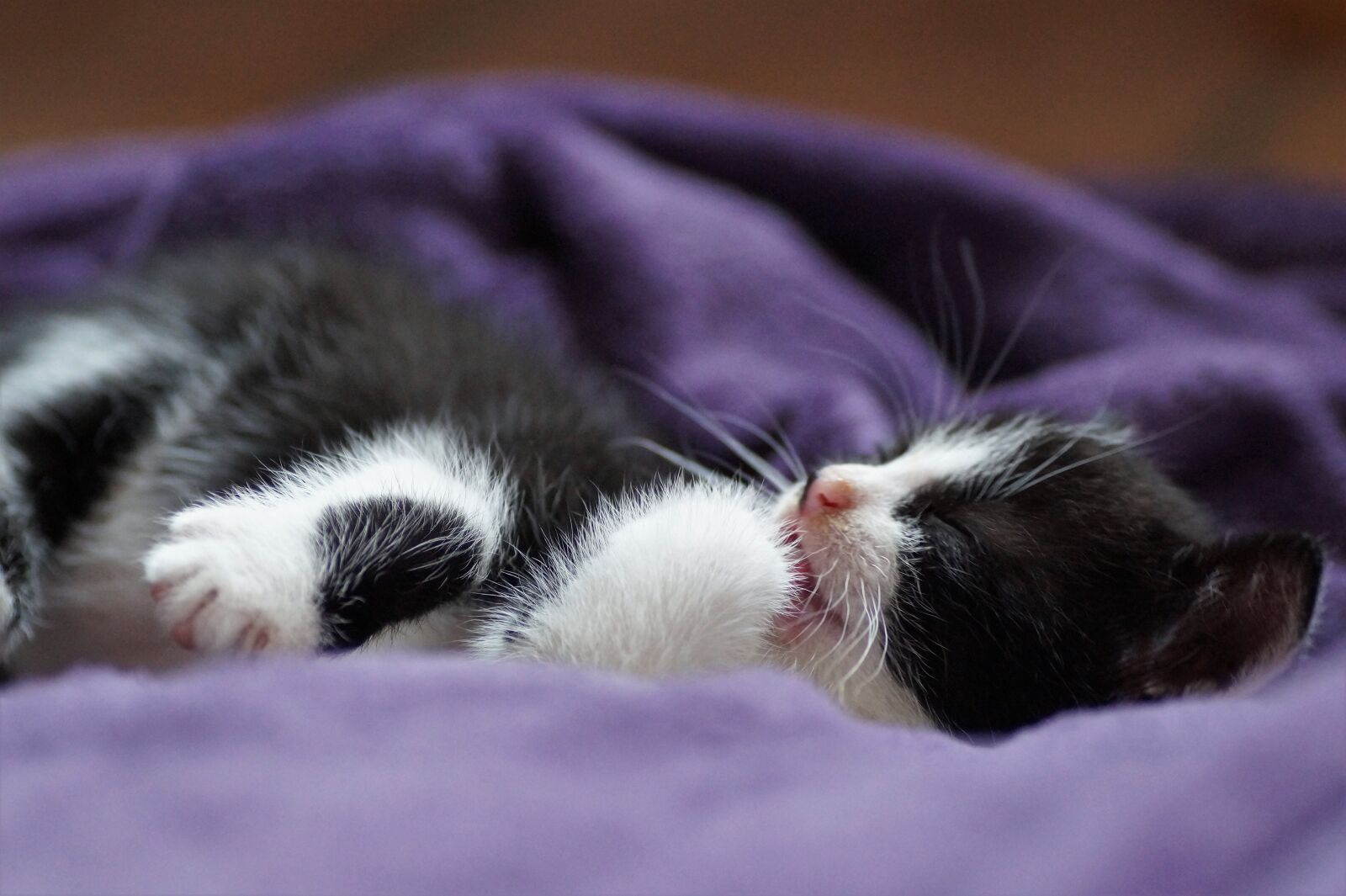 Sony SLT-A58 sample photo. Cat, kitten, sleeping photography