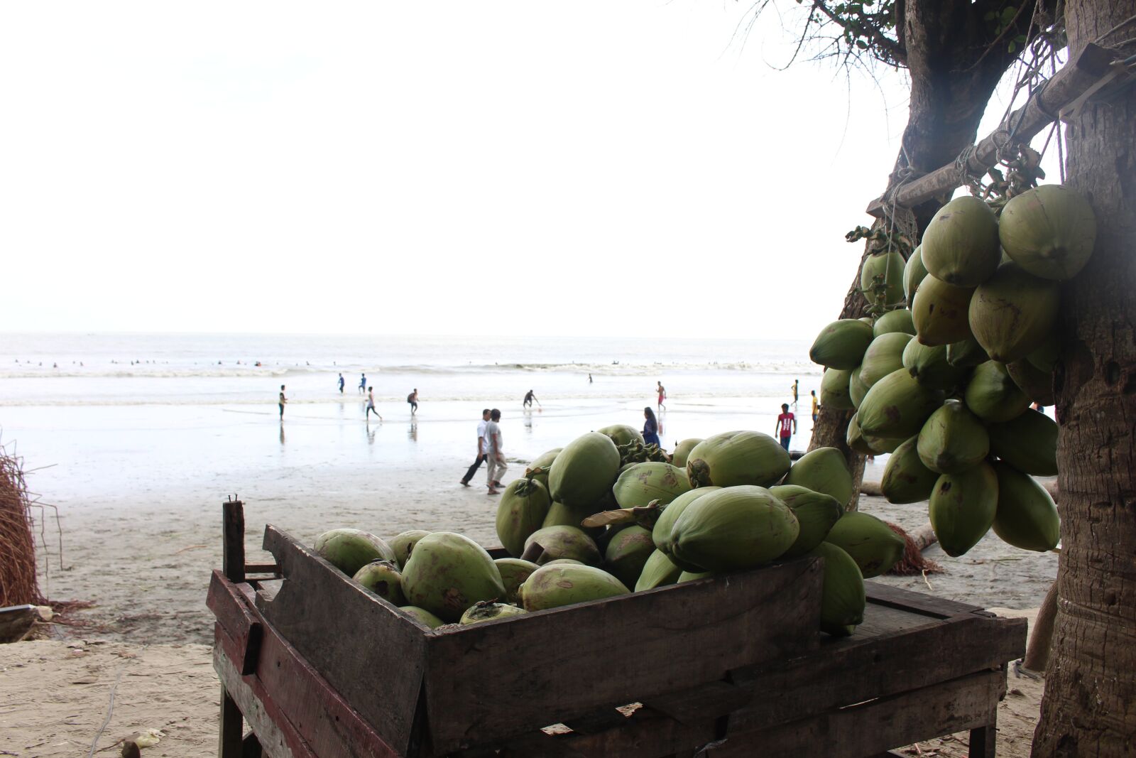 Canon EOS 700D (EOS Rebel T5i / EOS Kiss X7i) sample photo. Coconut, nature, seashore photography