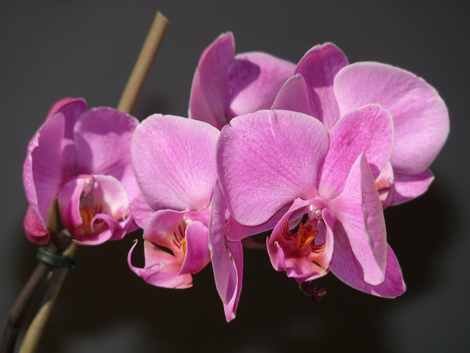 Panasonic Lumix DMC-FZ28 sample photo. Orchid, blossom, nature photography