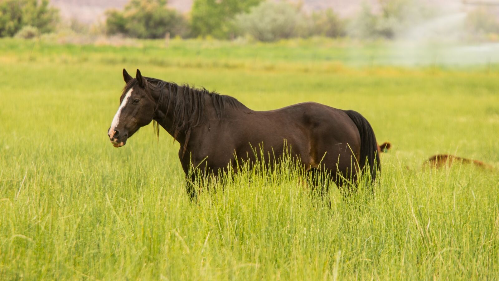 Nikon D610 sample photo. Green, grass, horse photography