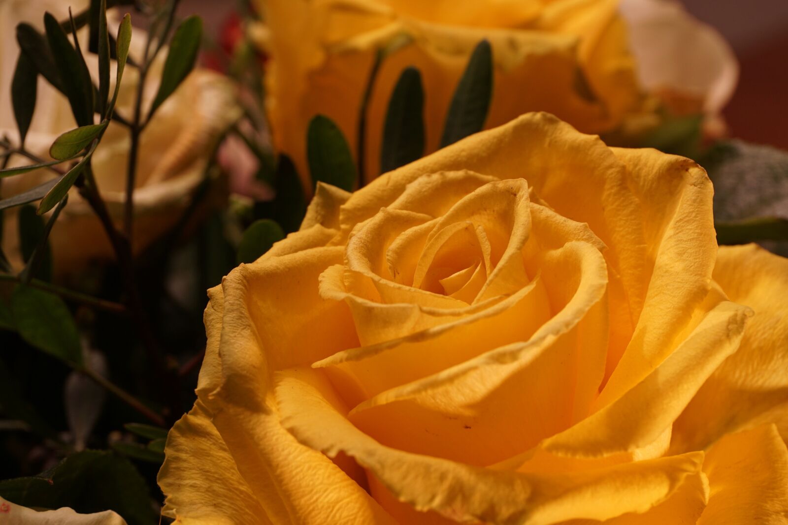 Sony a6000 sample photo. Rose, flower, blossom photography