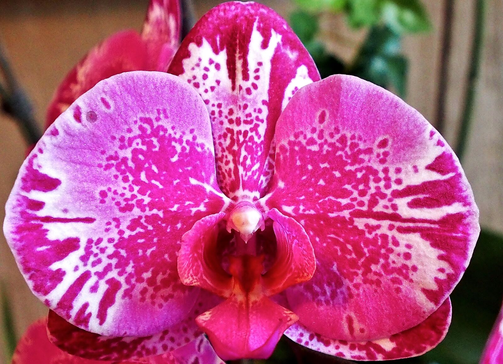Olympus OM-D E-M5 sample photo. Flower, orchid, pink photography