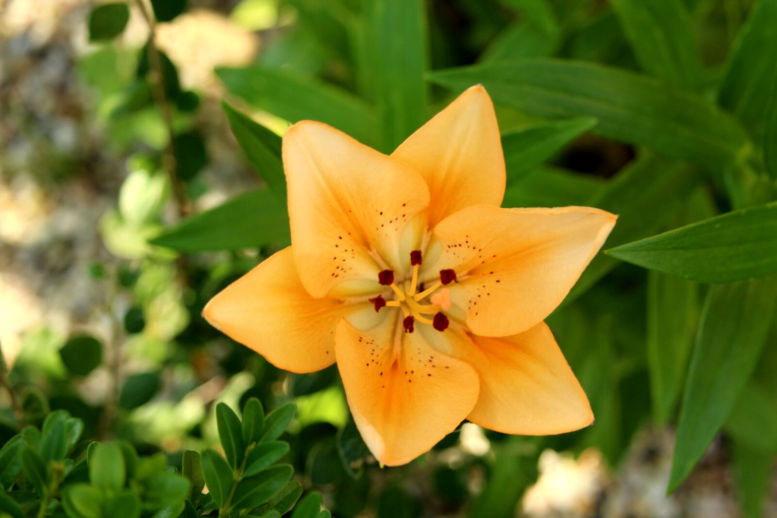 Canon EOS 1200D (EOS Rebel T5 / EOS Kiss X70 / EOS Hi) sample photo. Lily, blossom, bloom photography