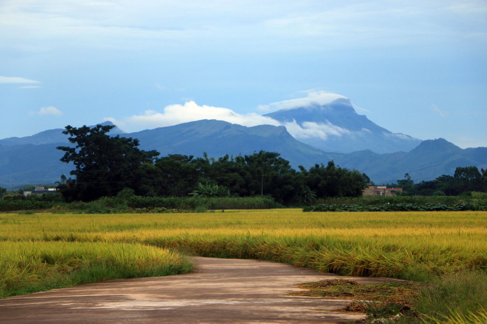Canon EOS 70D sample photo. Road, in rice field photography