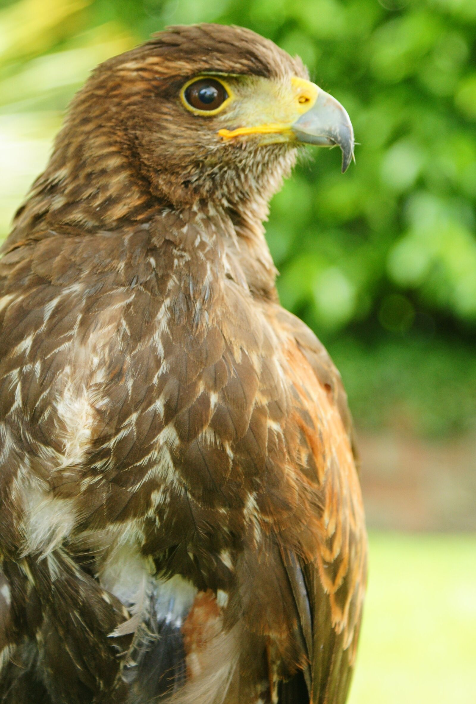 Sony Alpha DSLR-A700 sample photo. Raptor, bird, nature photography
