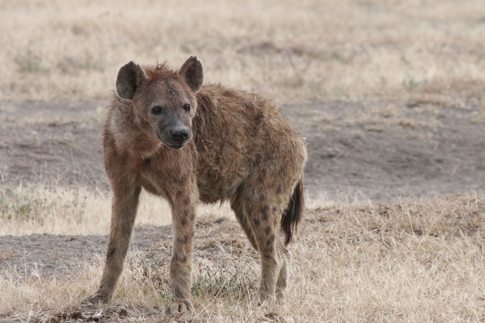 Canon EOS 20D sample photo. Hyena, africa, wildlife photography