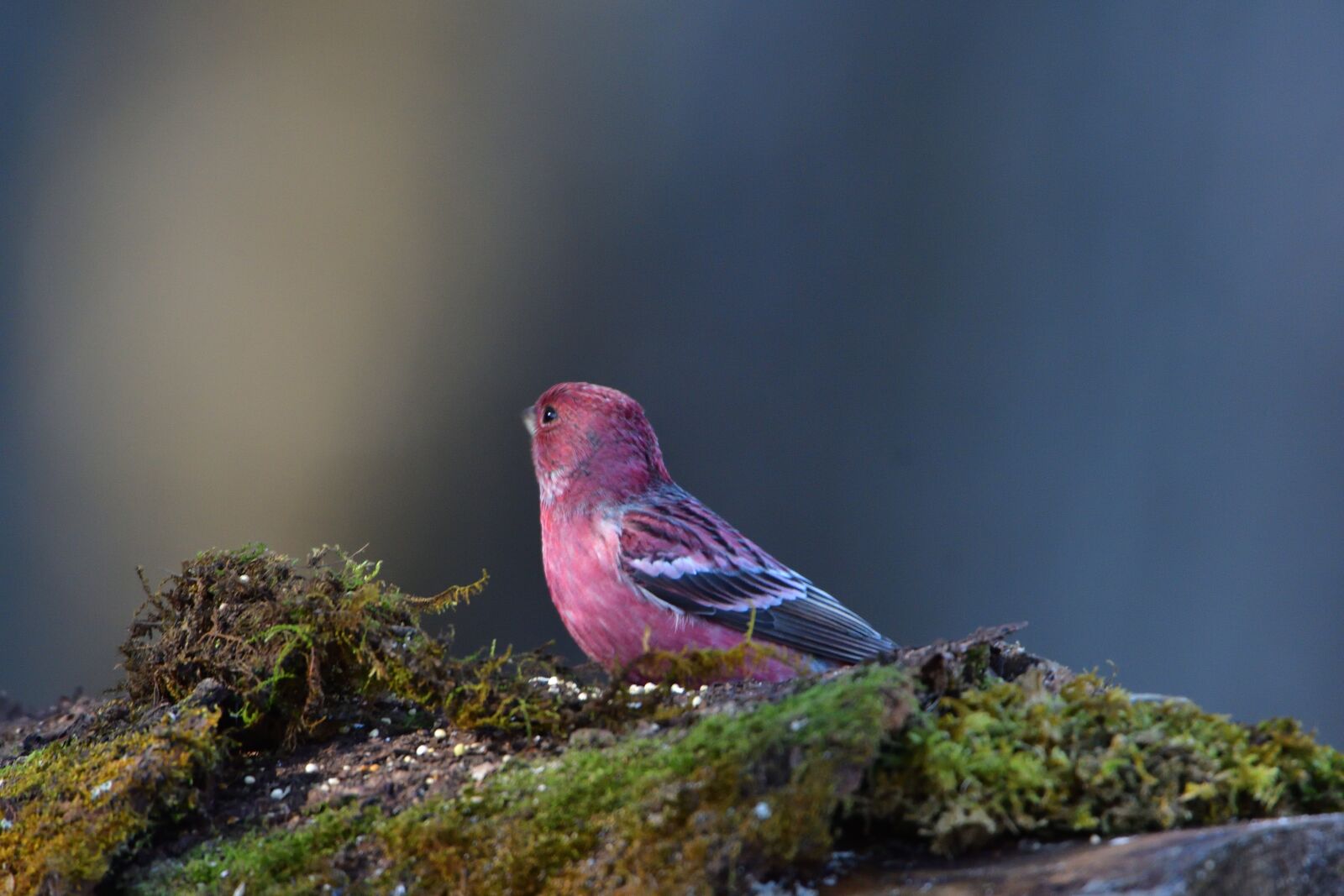 Nikon D500 sample photo. Natural, outdoors, wild animals photography