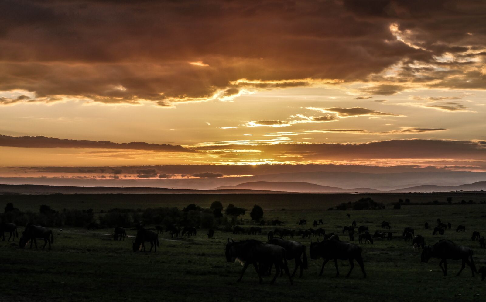 Panasonic Lumix DMC-GX8 sample photo. Sunrise, gnu, flock photography