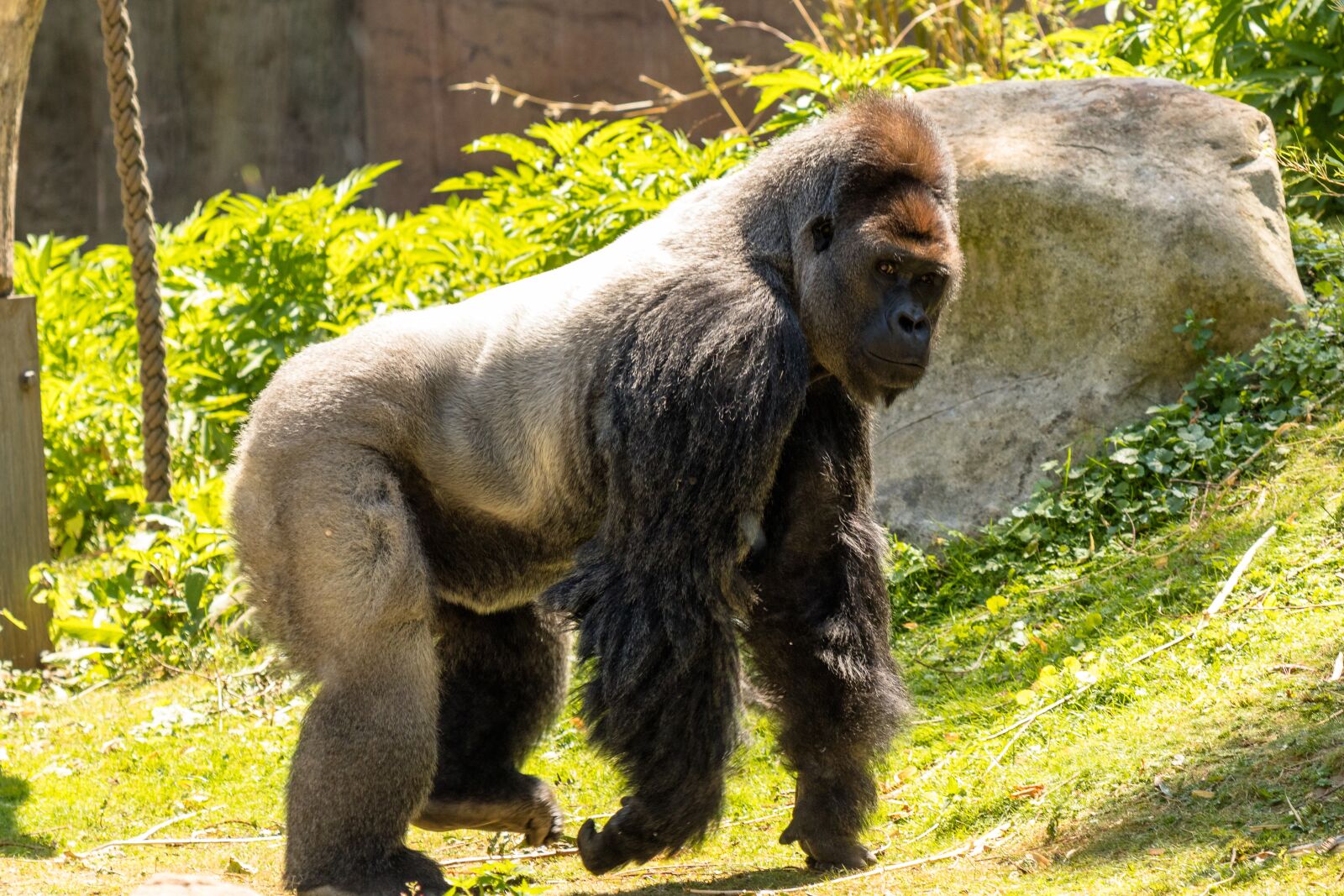 Canon EF 70-300 F4-5.6 IS II USM sample photo. Monkey, primate, gorilla photography