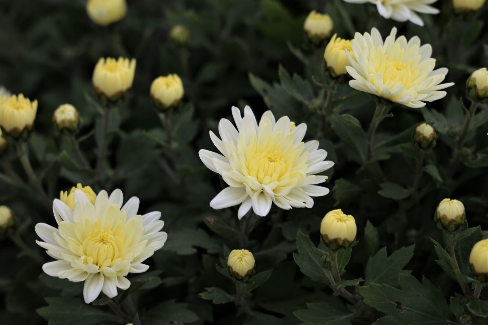 Canon EF 70-300 F4-5.6 IS II USM sample photo. Yellow chrysanthemum, plant, flower photography