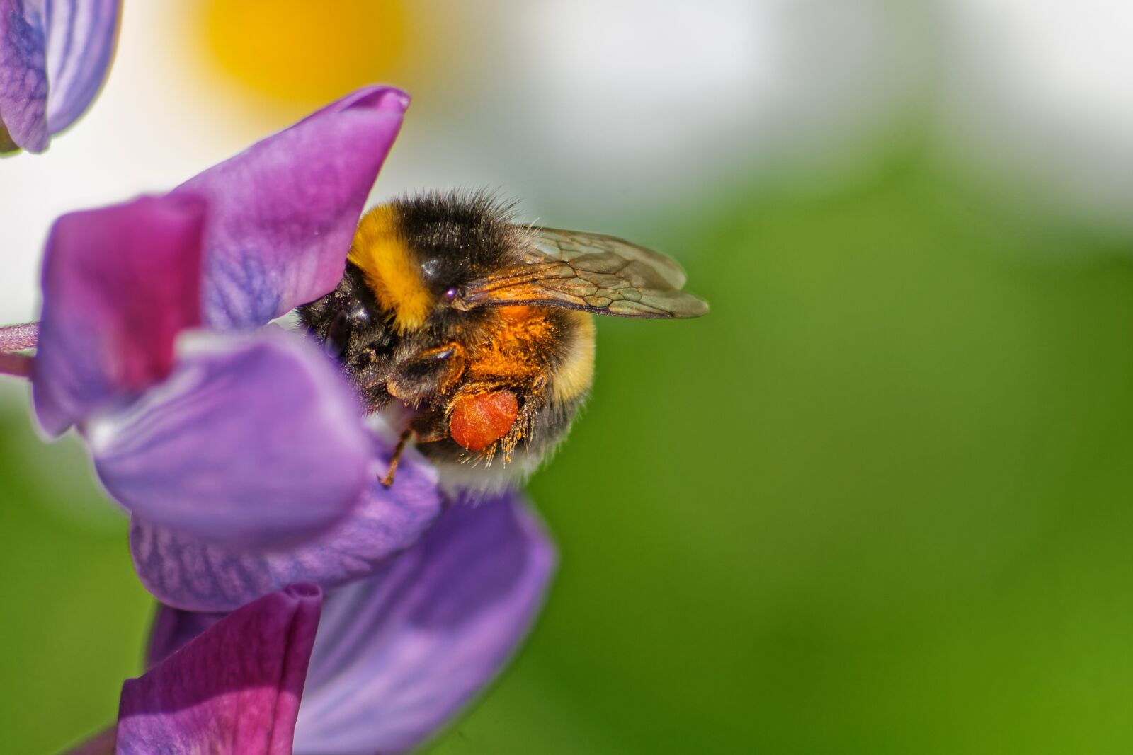 Canon EOS 1100D (EOS Rebel T3 / EOS Kiss X50) sample photo. Bumblebee, macro, flower photography