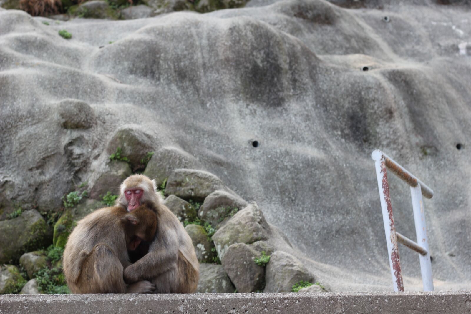 Canon EOS 550D (EOS Rebel T2i / EOS Kiss X4) sample photo. Monkey, animal, zoo photography