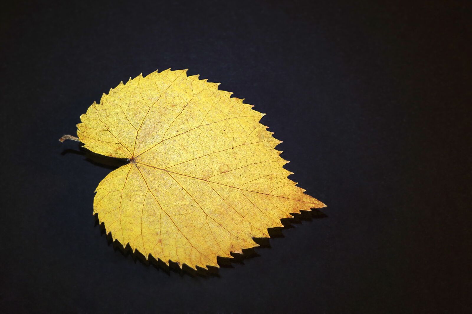 Pentax K-S2 sample photo. Leaf, lipa, yellow photography