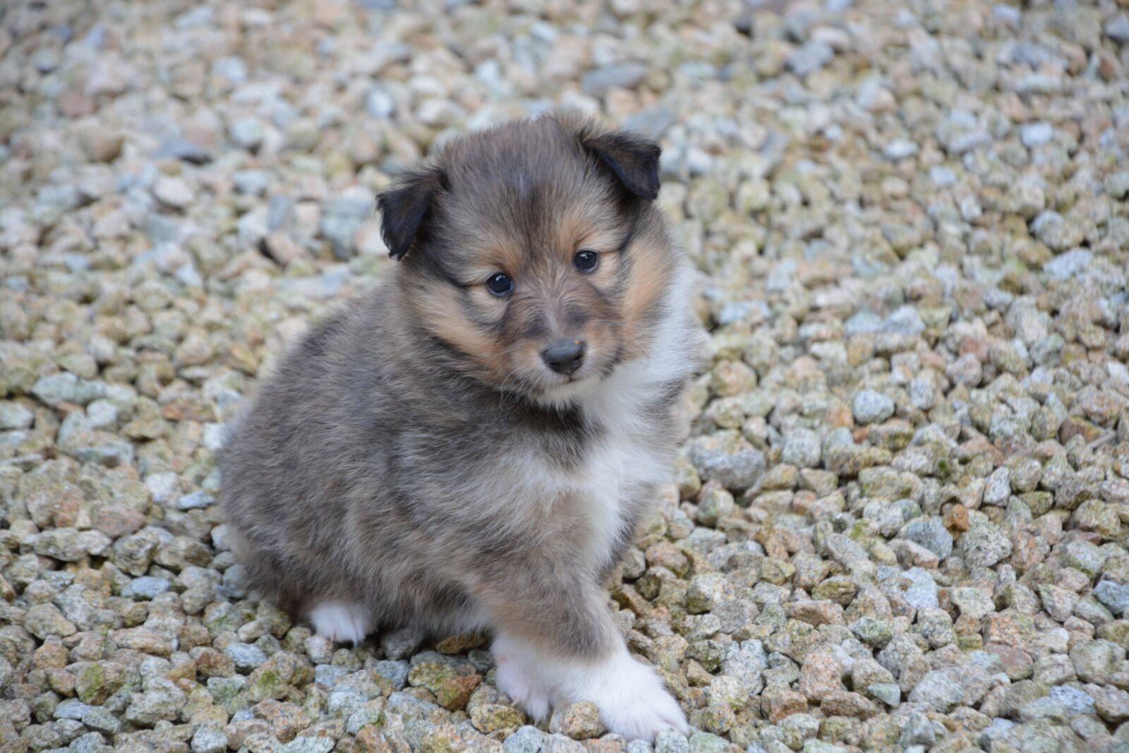 Nikon D5200 sample photo. Puppy, dog, pup photography