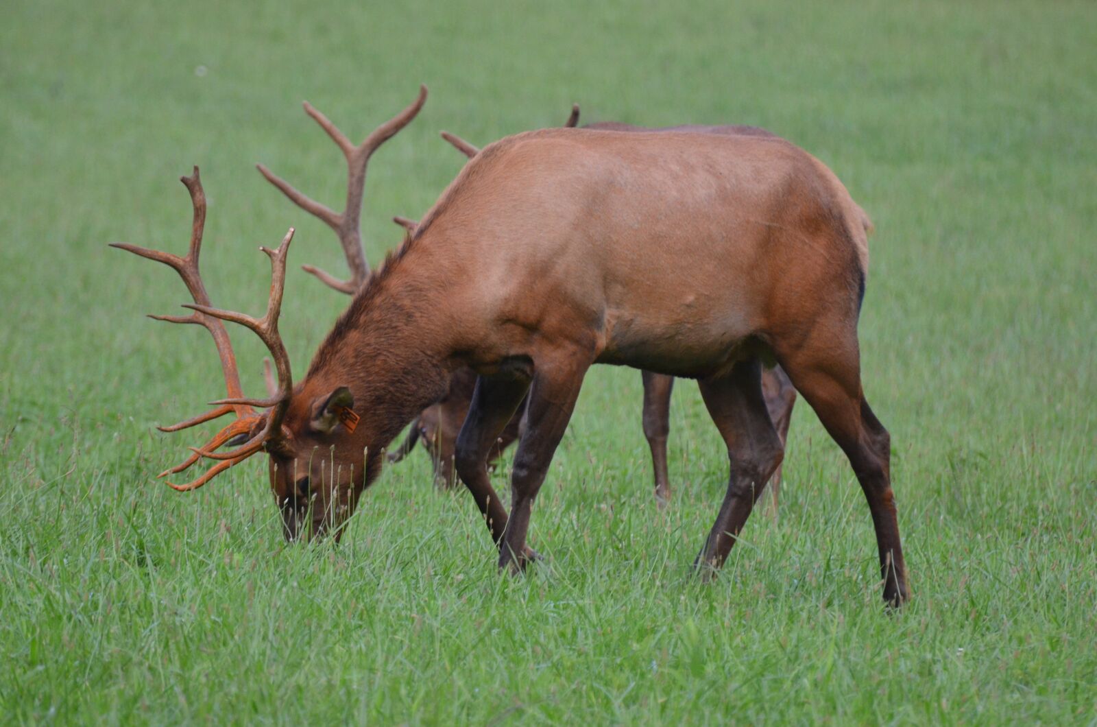 Nikon D5100 sample photo. Herd elk, momentum bull photography
