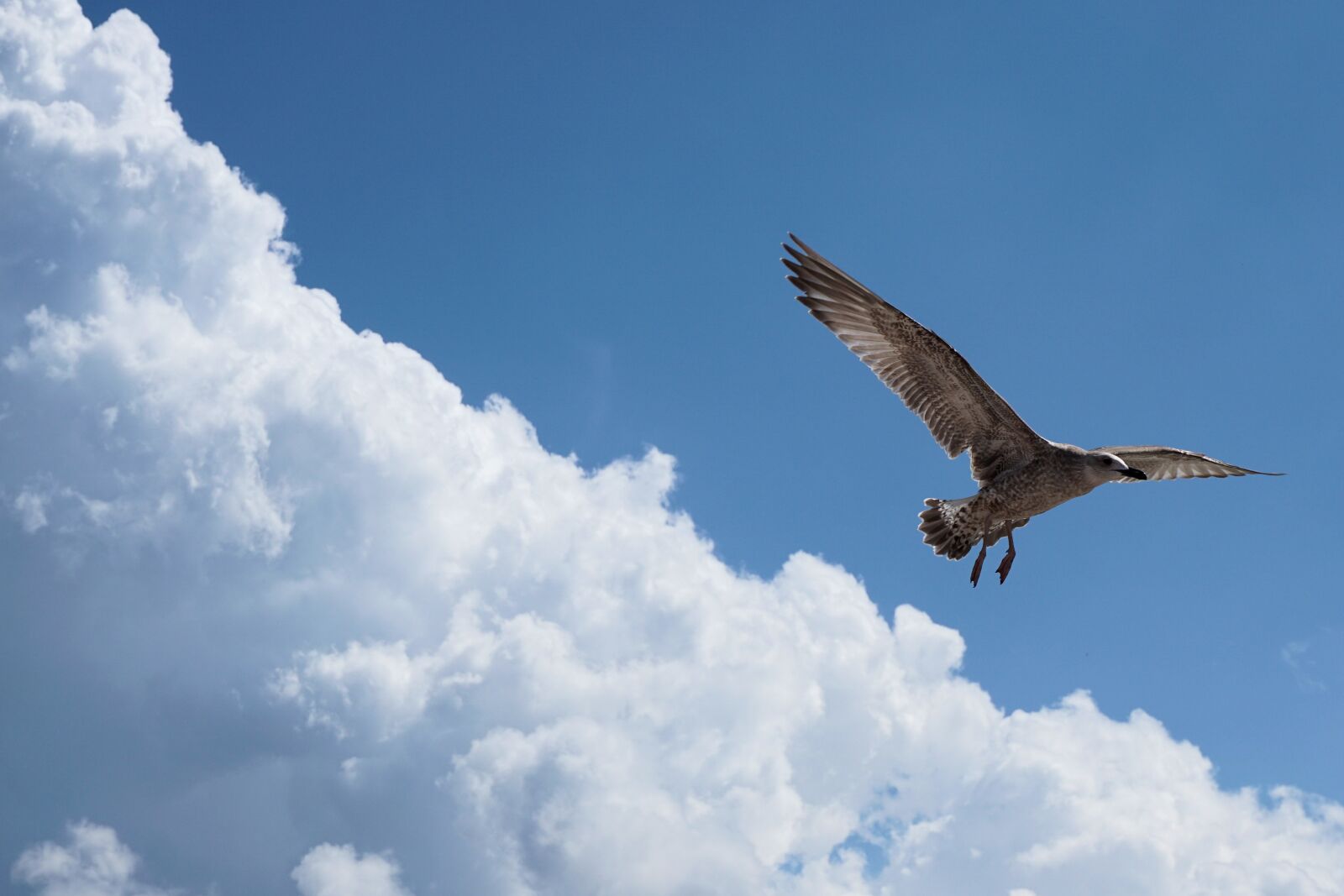 Sony a6000 sample photo. Seagull, baltic sea, flying photography