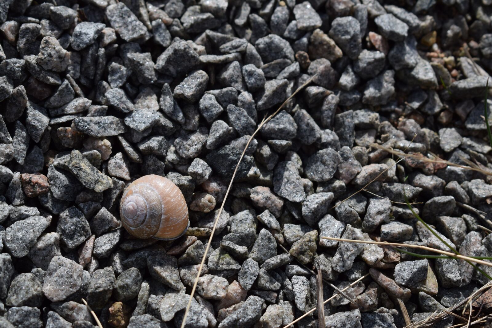 Nikon D3300 sample photo. Slug, seashell, bugs photography