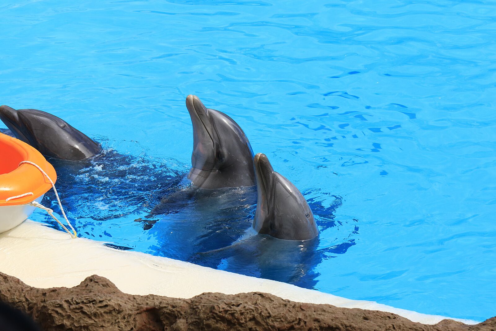 Canon EOS 7D Mark II sample photo. Dolphins, herd, dolphinarium photography
