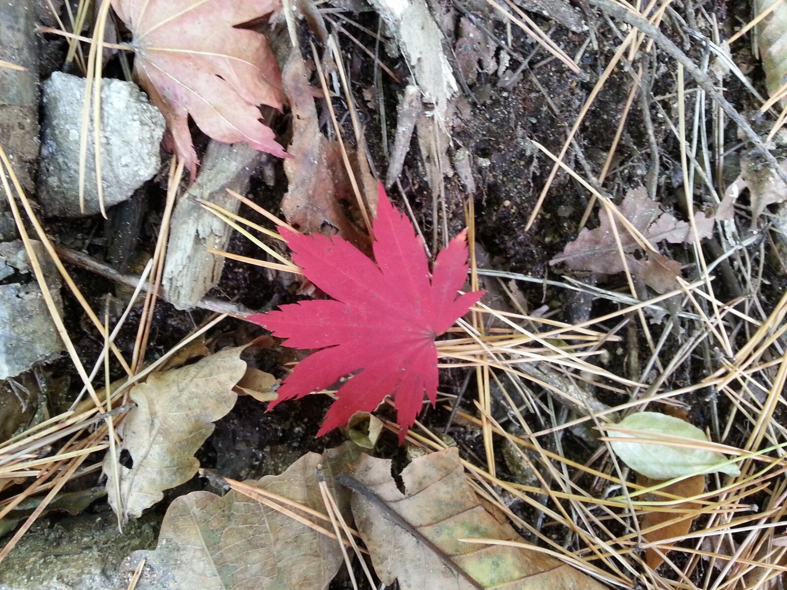 Samsung Galaxy S3 sample photo. Autome, fall, forest photography