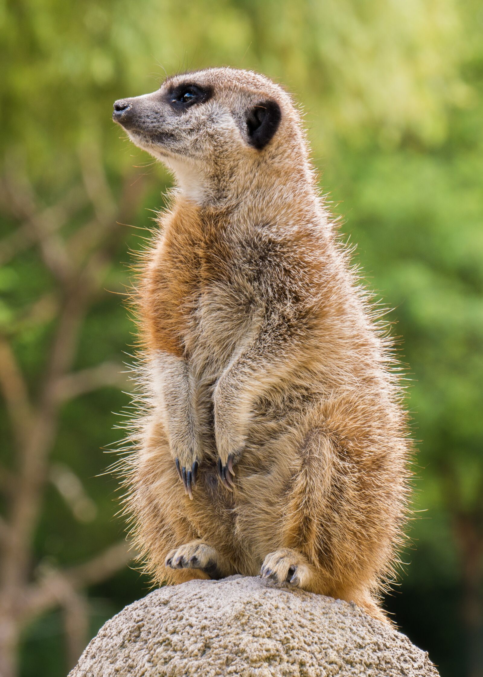 Panasonic DMC-G81 sample photo. Meerkat, animals, animal world photography