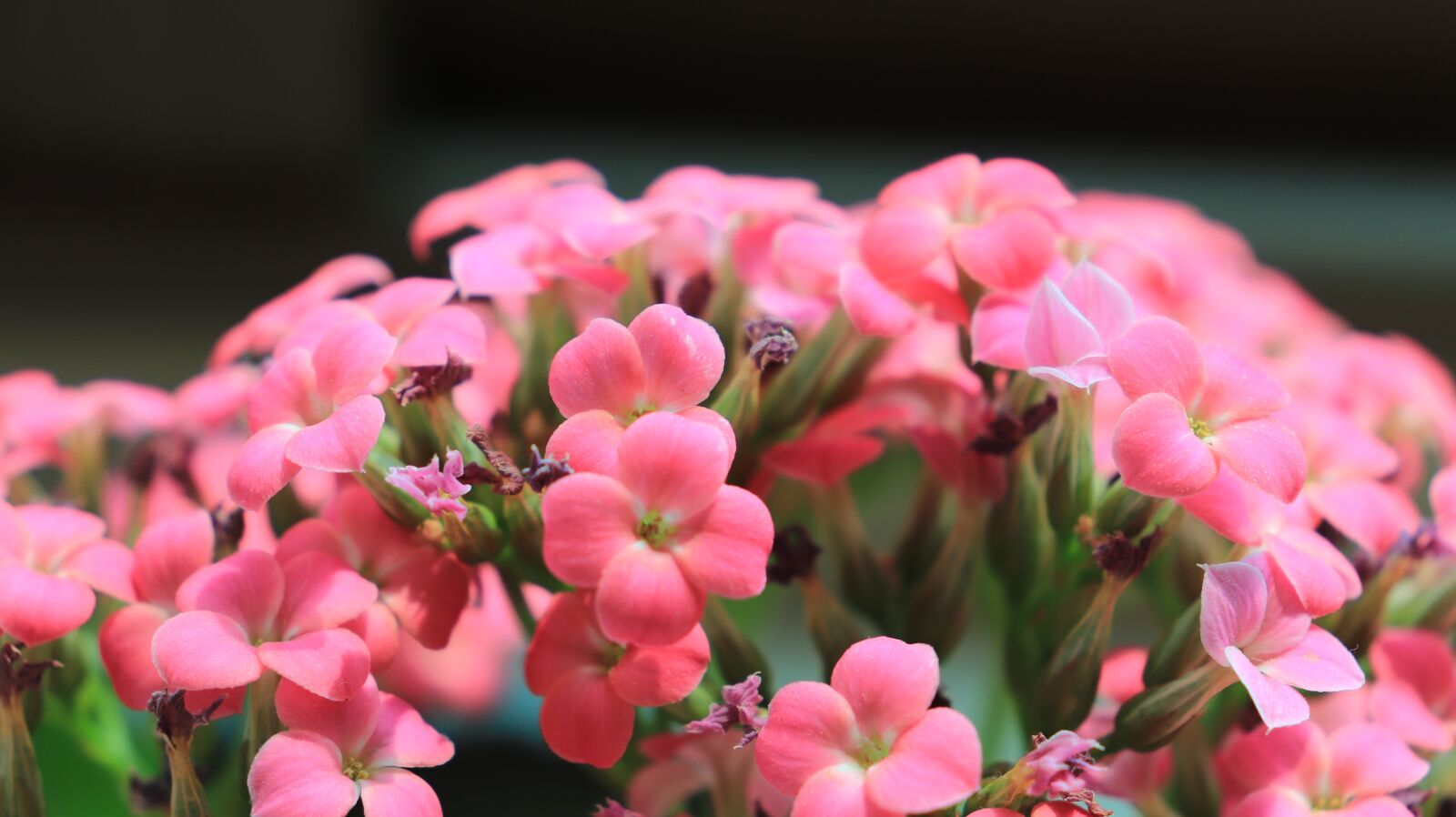 Canon EOS 800D (EOS Rebel T7i / EOS Kiss X9i) sample photo. Kalanchoe, blossom, pink photography