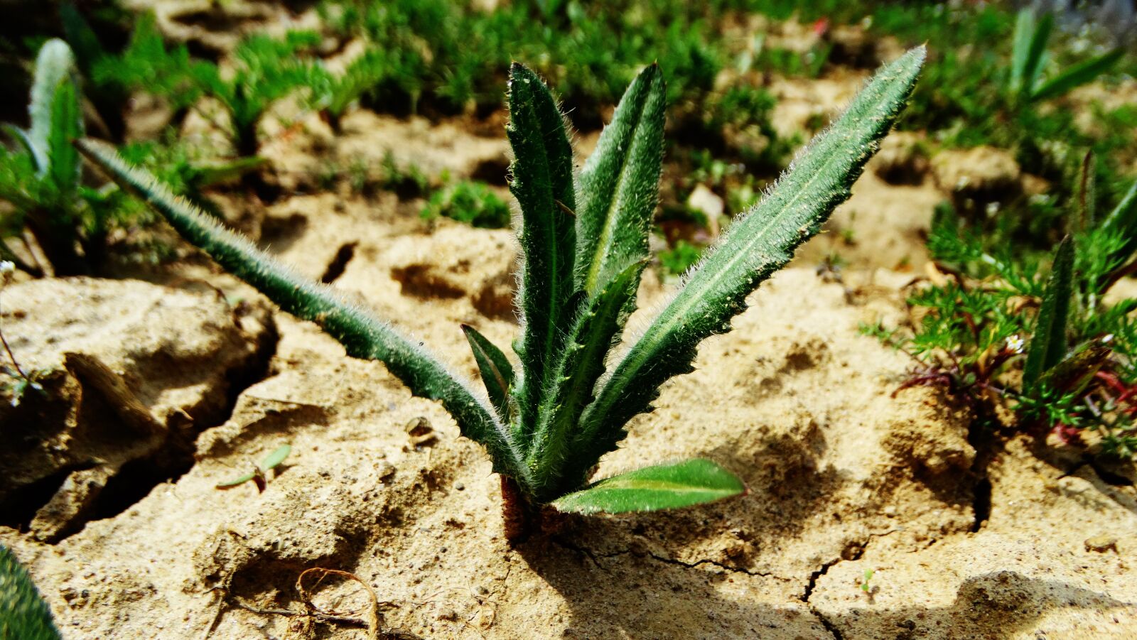 Sony Cyber-shot DSC-HX300 sample photo. Thistles, plant, green photography
