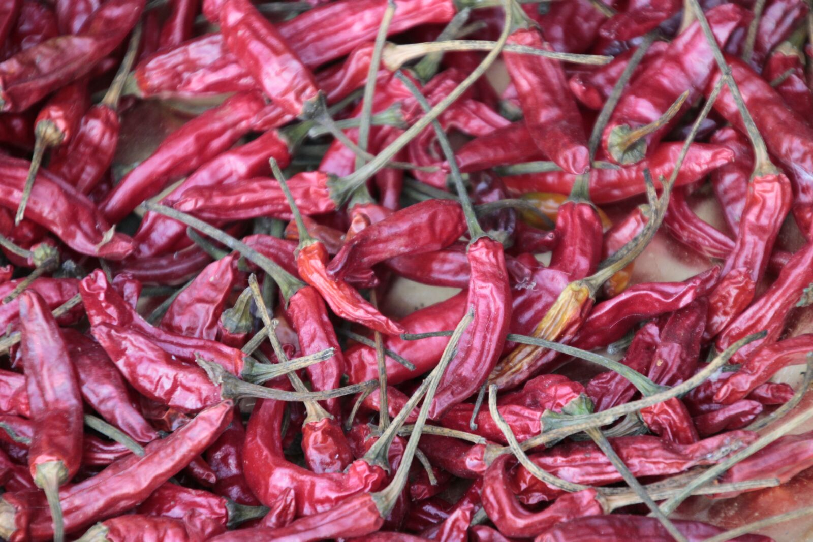 Canon EOS 550D (EOS Rebel T2i / EOS Kiss X4) sample photo. Red, dried, chilli photography