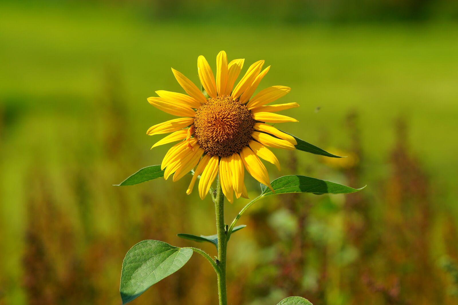 Sony a99 II + Minolta AF 200mm F2.8 HS-APO G sample photo. Sunflower, blossom, bloom photography