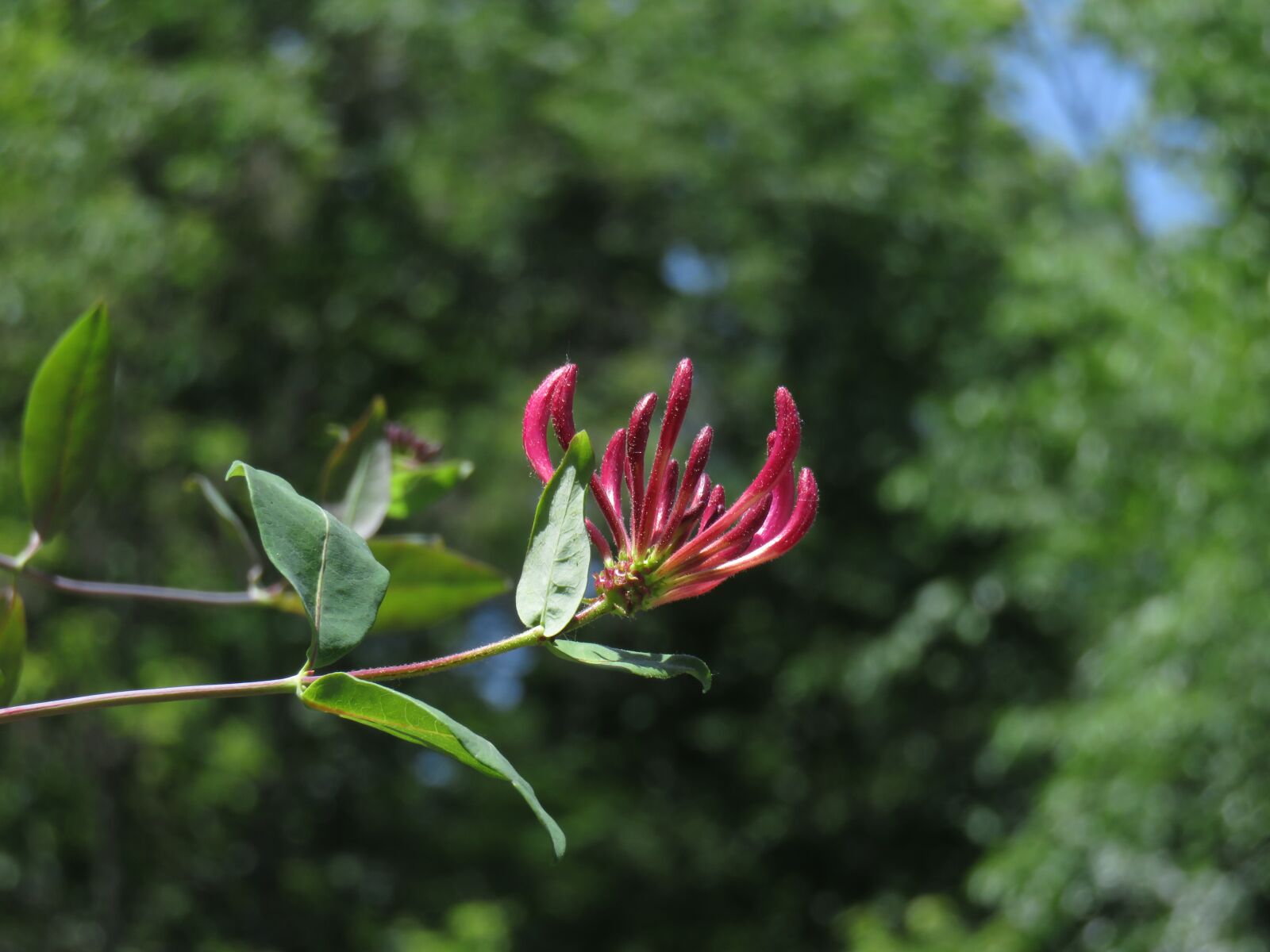 Canon PowerShot SX710 HS sample photo. Honeysuckle, flower, pink photography