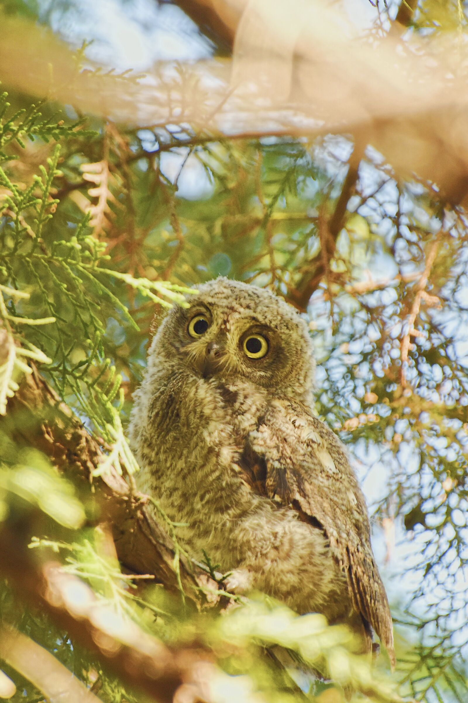 Nikon D7200 sample photo. Owl, oriental scops owl photography