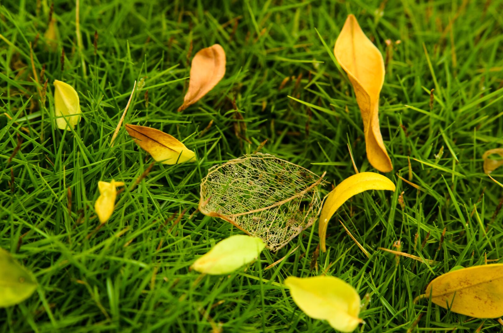 Nikon D7000 sample photo. Nature, grass, leaf photography