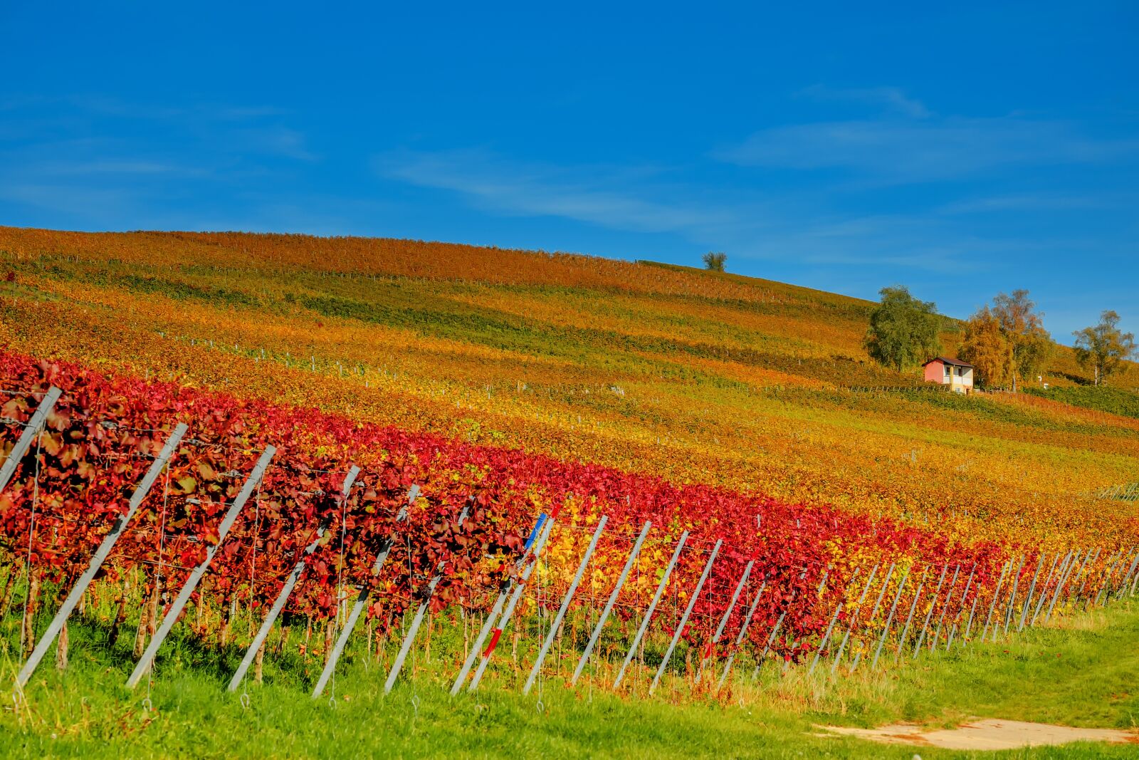 Fujifilm XF 55-200mm F3.5-4.8 R LM OIS sample photo. Vineyard, vines, winegrowing photography
