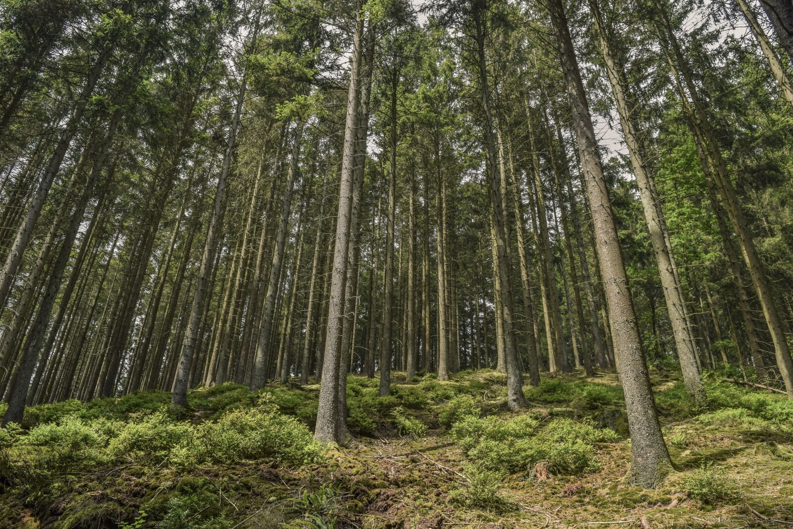 Nikon D3300 sample photo. Forest, trees, nature photography