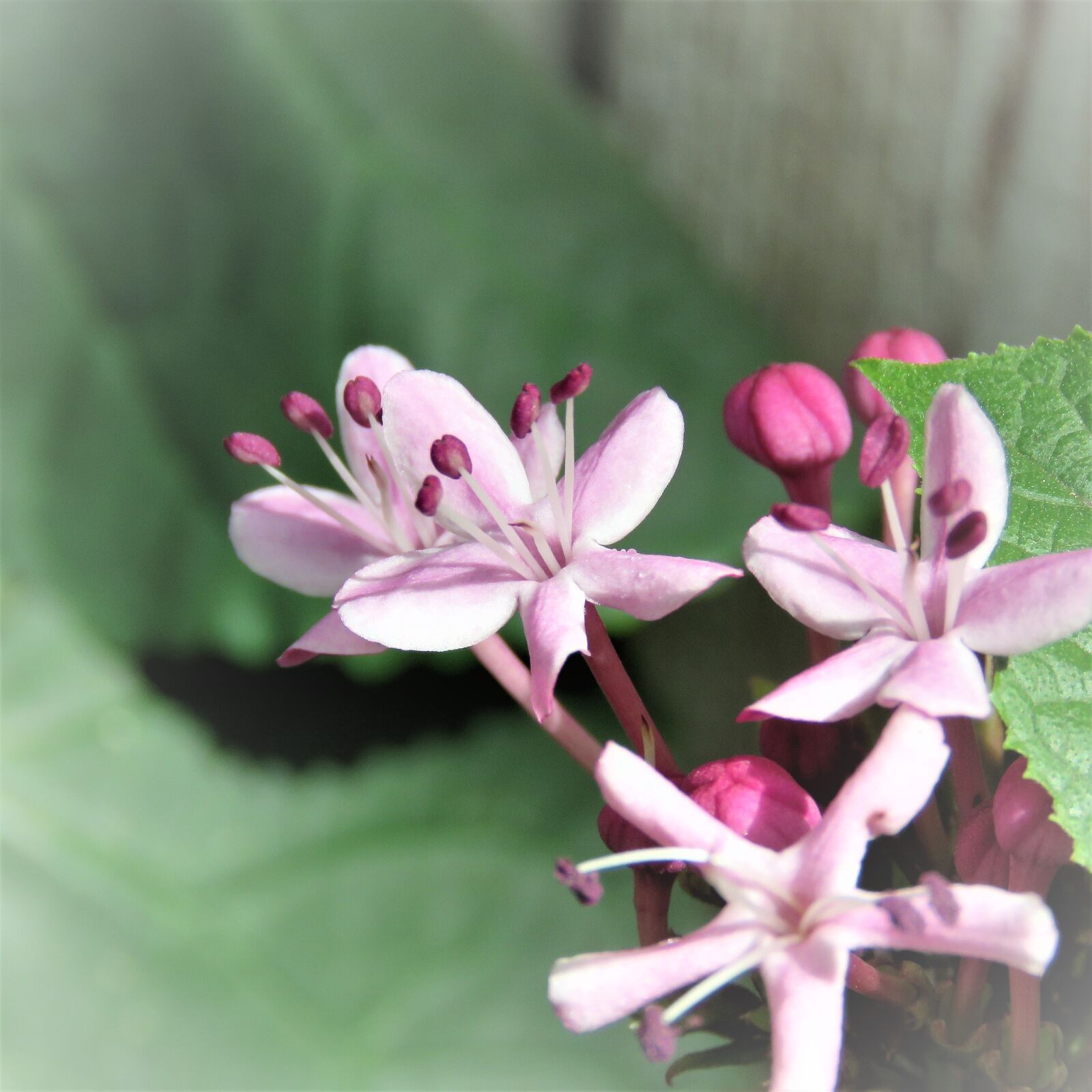 Canon PowerShot SX60 HS sample photo. Flower, tiny, purple photography