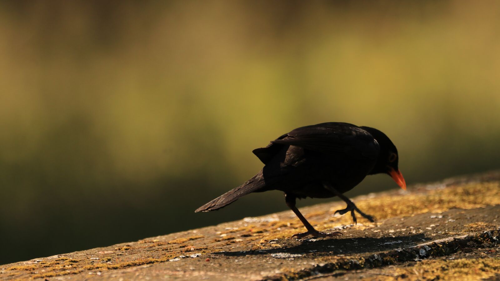 150-600mm F5-6.3 DG OS HSM | Contemporary 015 sample photo. Blackbird, evening, bird photography