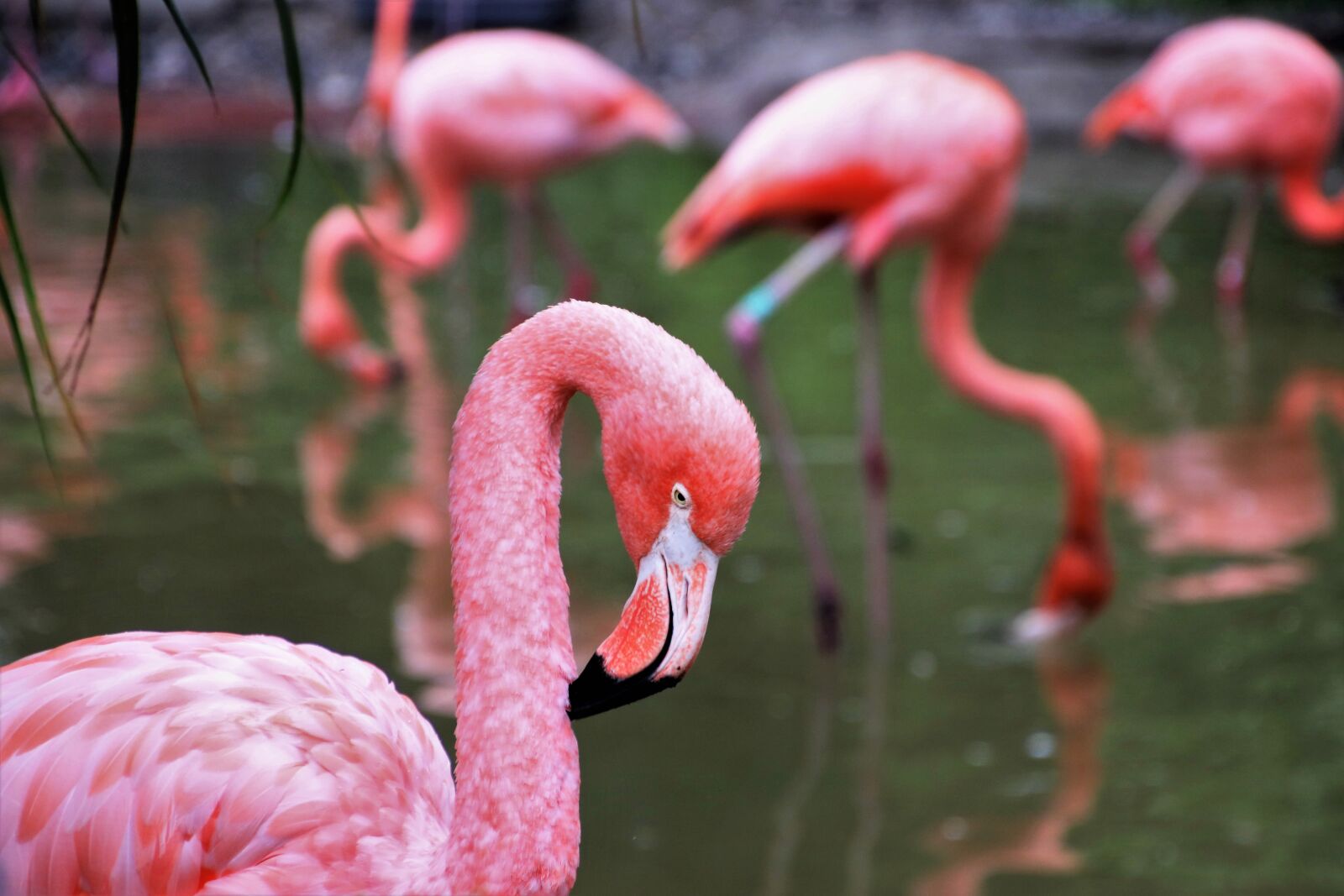 Canon EOS 80D sample photo. Flamingos, herd, plumage photography