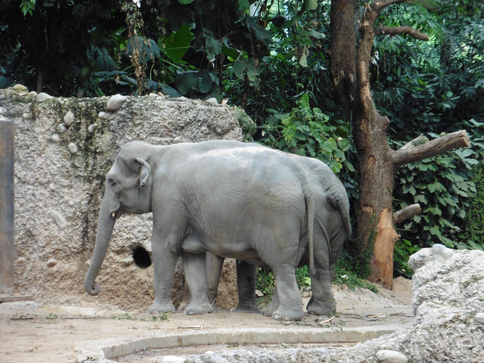 Panasonic DMC-TZ56 sample photo. Elephant, zoo, zurich photography