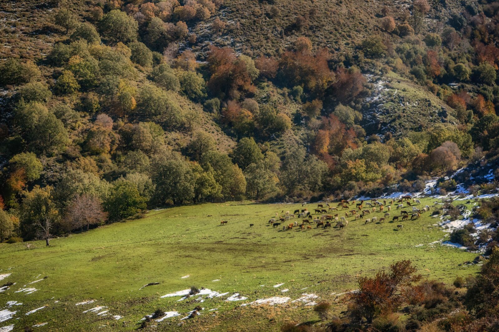 Nikon D3300 sample photo. Autumn, prado, flock photography