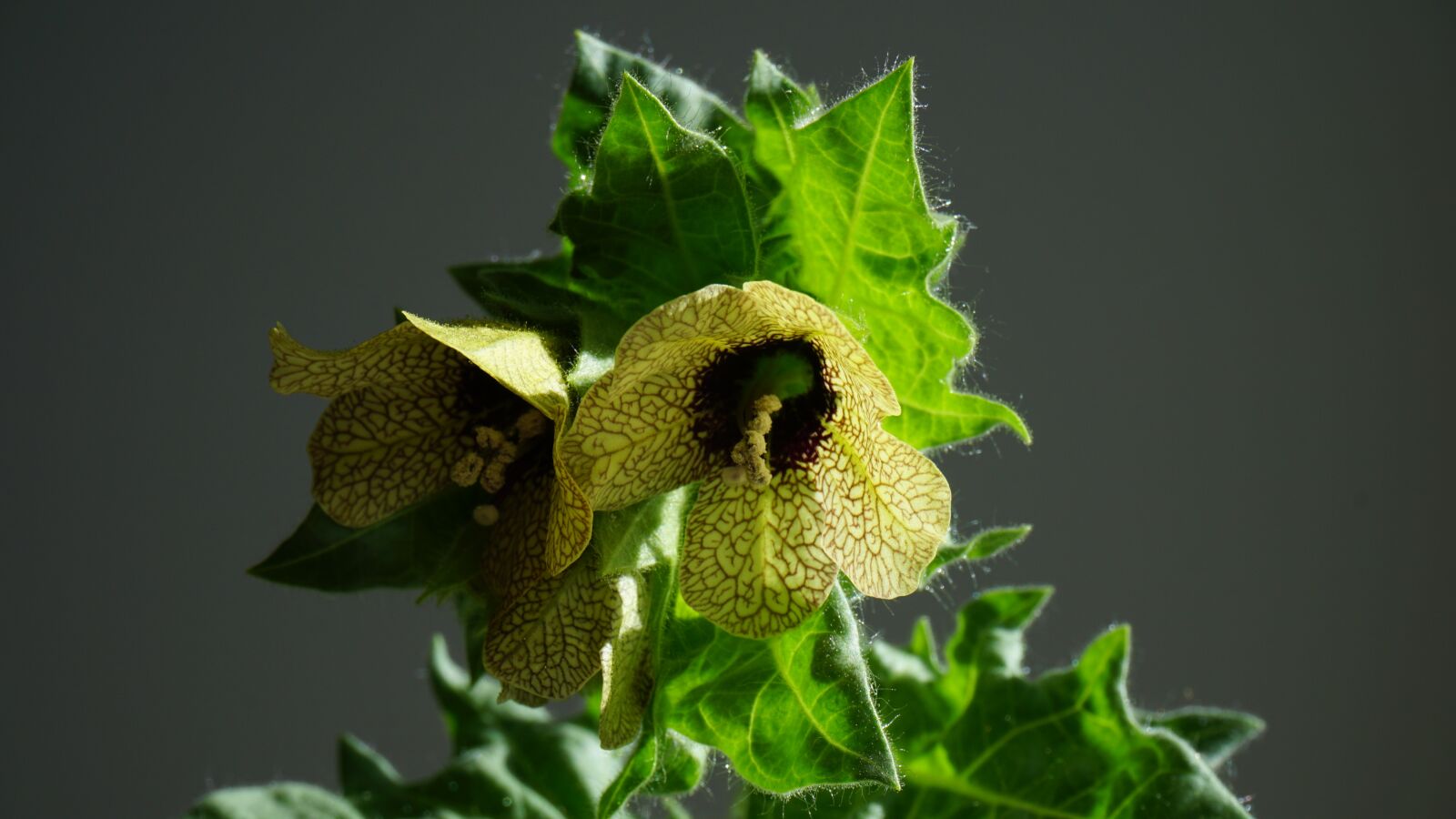 Sony a6000 sample photo. Hyoscyamus niger, henbane, mental photography