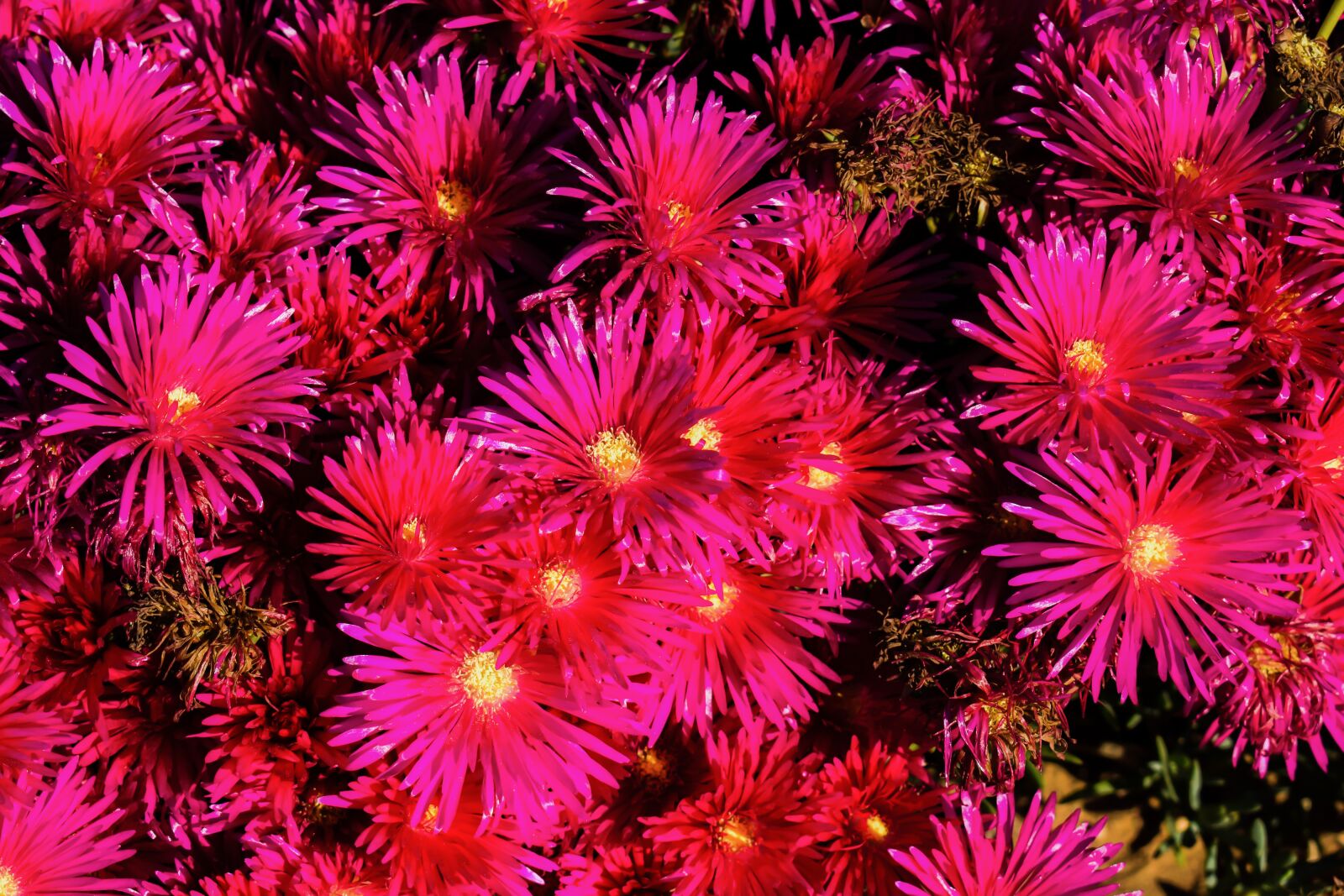 Nikon D3300 sample photo. Flowers, colorful, ammophilous photography