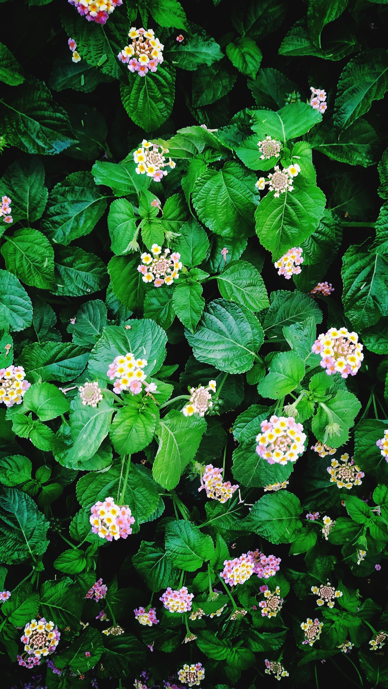 Xiaomi Mi A2 sample photo. Flowers, green, nature photography