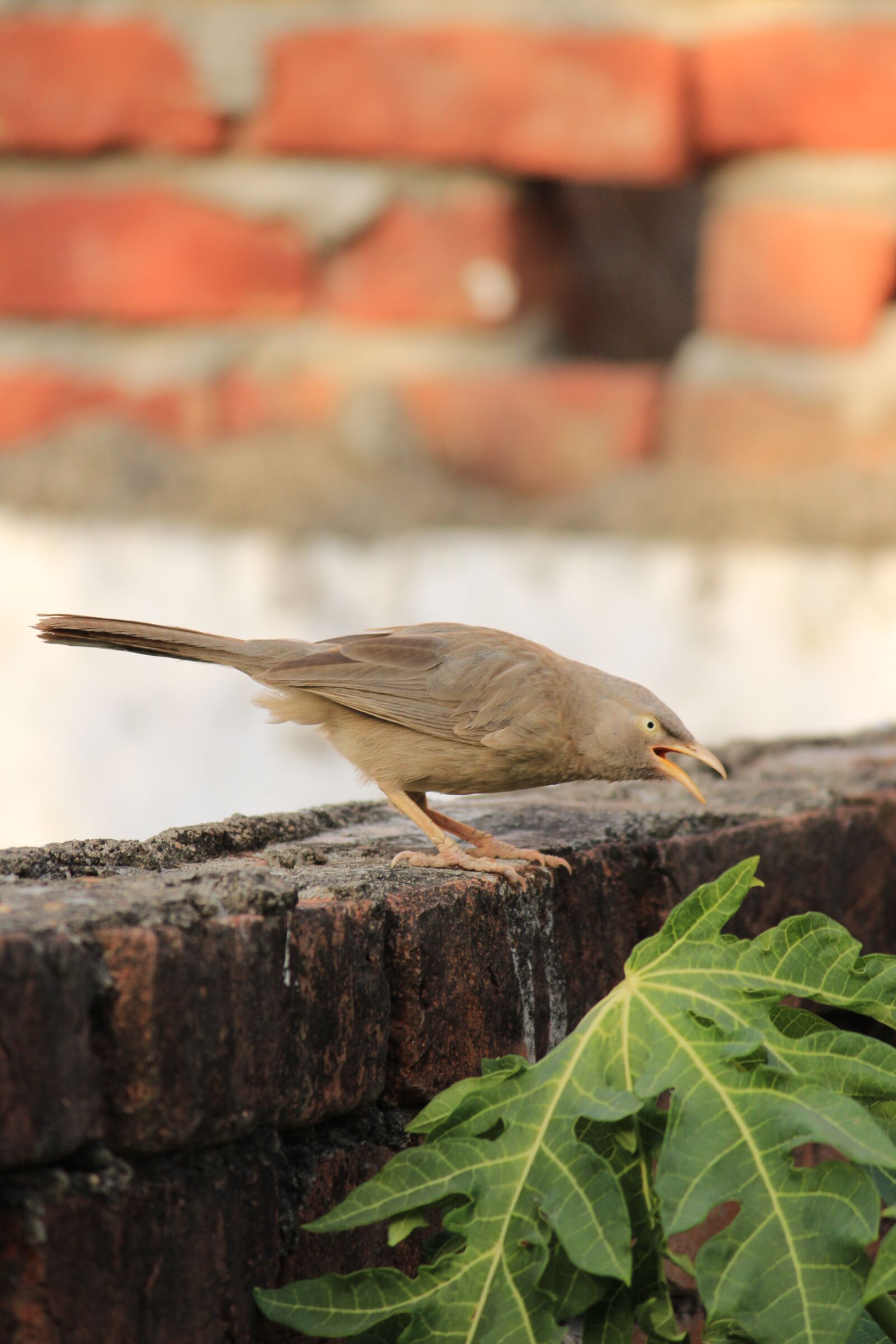 Canon EOS 1300D (EOS Rebel T6 / EOS Kiss X80) sample photo. Birds, colors, spring photography